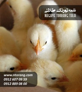 جوجه گوشتی کاب رز طلایی
